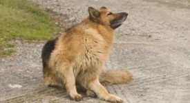 cani soffrono allergie quali