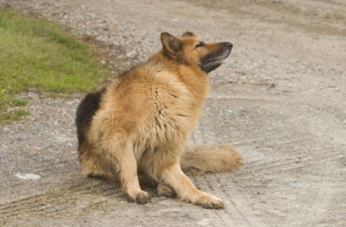 cani soffrono allergie quali