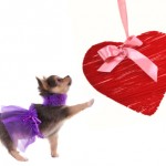 amore cani san valentino
