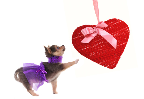 amore cani san valentino