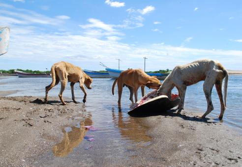 maltrattamenti animali no sms denuncia animalisti aidaa