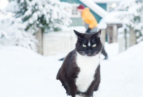 cani gatti freddo maltempo neve