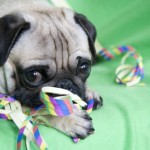 cani e gatti carnevale