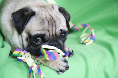 cani e gatti carnevale