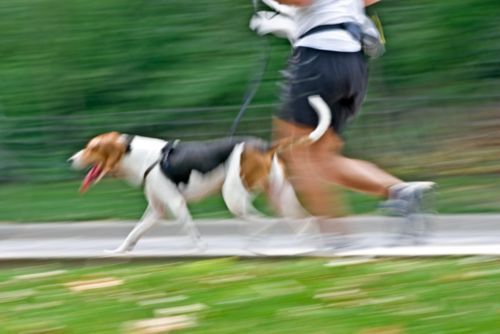 dog walking cane personal trainer