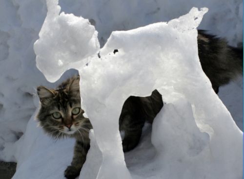 gatto neve