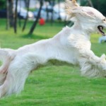 razze cani foto caratteristiche levriero afgano