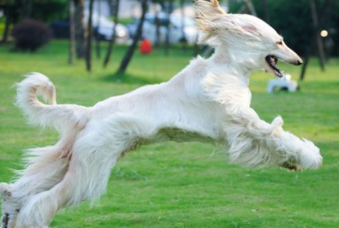 razze cani foto caratteristiche levriero afgano