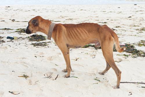 massacro cani randagi Ucraina