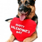 foto cane san valentino