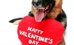 foto cane san valentino
