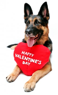 foto cane san valentino