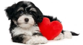 idee animali san valentino