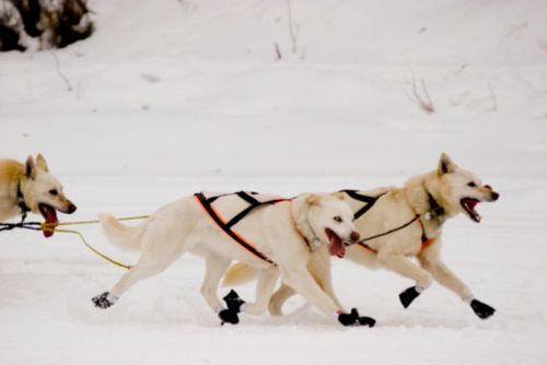 scarpe stivali cani proteggere zampe freddo