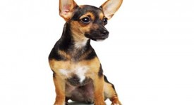 cane pinscher nano carattere prezzo