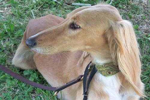 Cane Saluki levriero persiano allevamenti