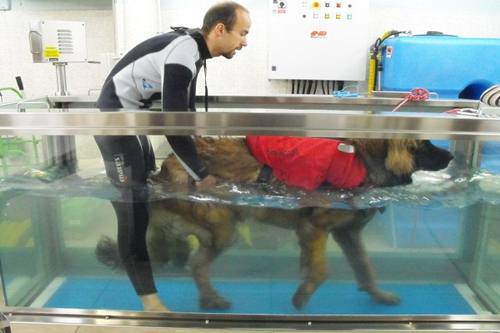 Idroterapia cani Milano centri
