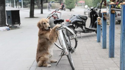 cane protegge bicicletta
