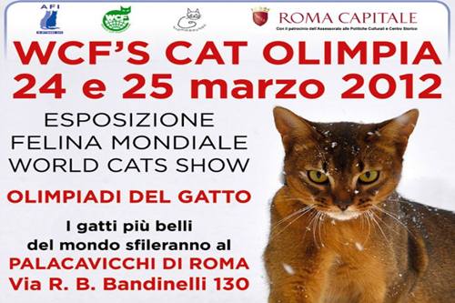 Olimpiadi gatto roma 25 25 aprile