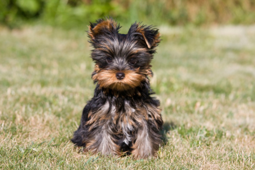 allergie primaverili cani