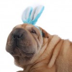 cani idee pasqua