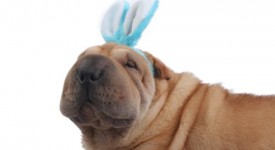 cani idee pasqua