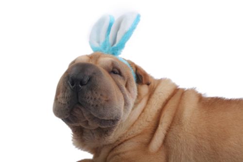 cani idee pasqua