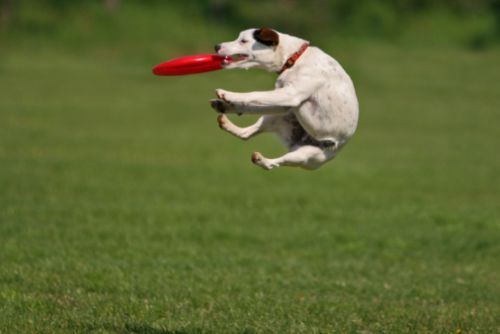 dog frisbee game disc dogging sport cani