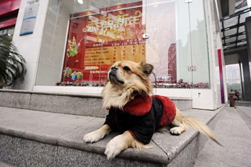 cane aspetta proprietario 8 ore fuori lavoro