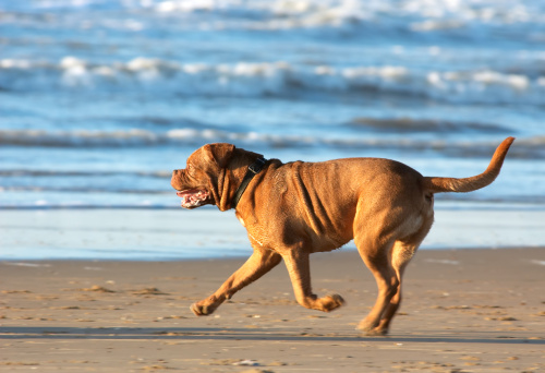 filaria cani prevenzione medicinali come perché