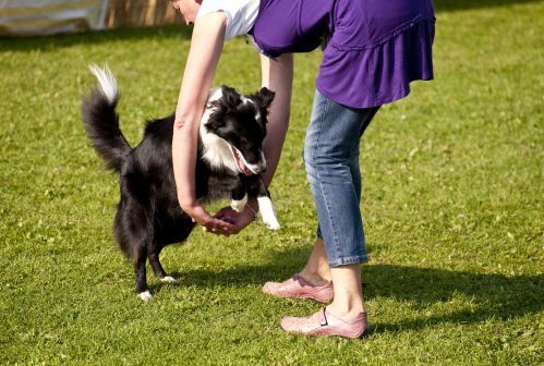 dog dance cane esercizi video