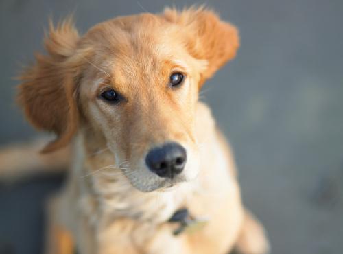 cane scava buche addestramento