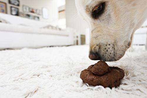 cane mangia feci perché