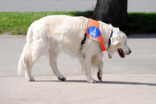 cane per ciechi razze costo addestramento