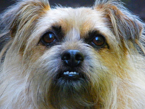 cane ansia da separazione sintomi