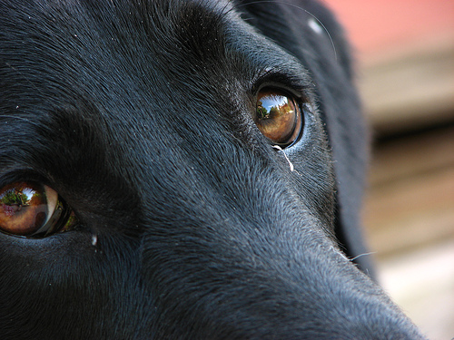 cane abbaia solo in casa ansia separazione