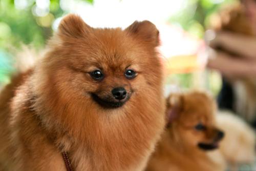 cane ubriaco proprietario arrestato