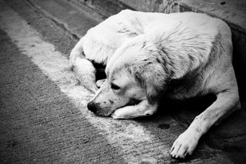 cani randagi Puglia appello governatore regione Vendola