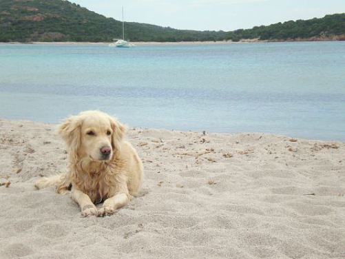 spiagge cani