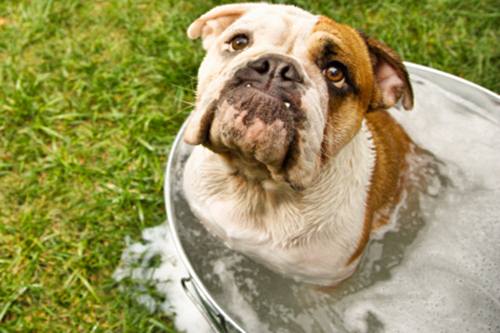 come lavare bene cane frequenza bagno