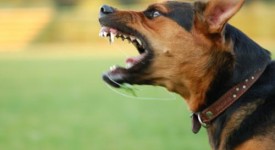comportamento aggressivo cane