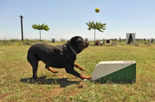 flyball dog sport cinofilo conoscere video