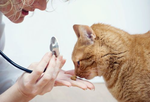 Benessere ciotola tour 2012 visite veterinarie gratuite rome