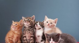 tenia gatto diagnosi prevenzione cura