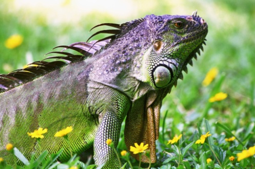 iguana