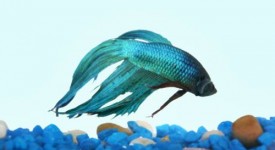 pesce combattente acquario prezzo