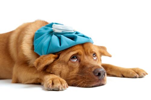 raffreddore cane sintomi cura