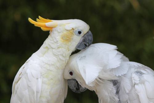 pappagallo Cacatua carattere prezzo