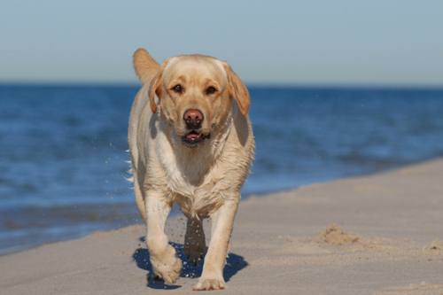 Cani spiaggia Bau Village Tevere