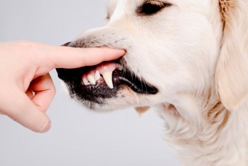 video lavare denti cane